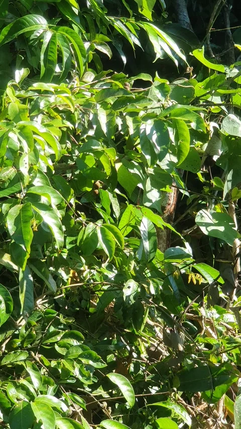 Various forms of green leaves on the banks of the West Kalimantan river 스톡 동영상 337445756