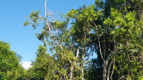 Various forms of green leaves on the banks of the West Kalimantan river Vidéo 337446744
