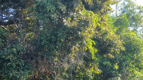 Various forms of green leaves on the banks of the West Kalimantan river Vídeos de archivo 337447956