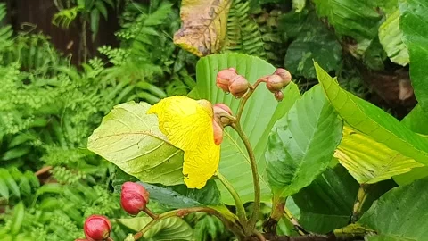 Various forms of green leaves on the roadside 스톡 동영상 337813586