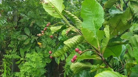 Various forms of green leaves on the roadside 스톡 동영상 337815193