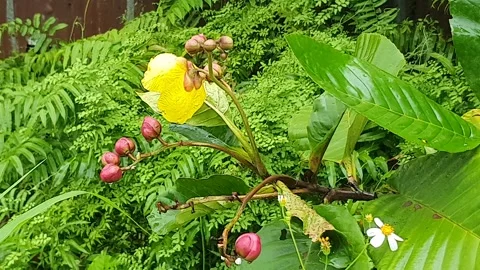 Various forms of green leaves on the roadside Vidéo 337815220