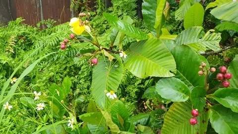 Various forms of green leaves on the roadside Видео 337815307
