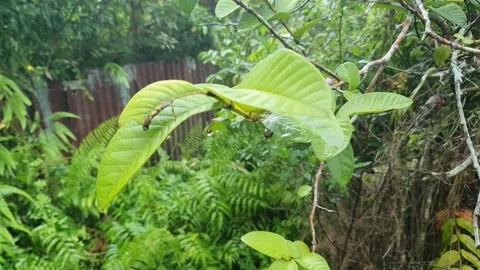 Various forms of green leaves on the roadside Stock Footage 337815410