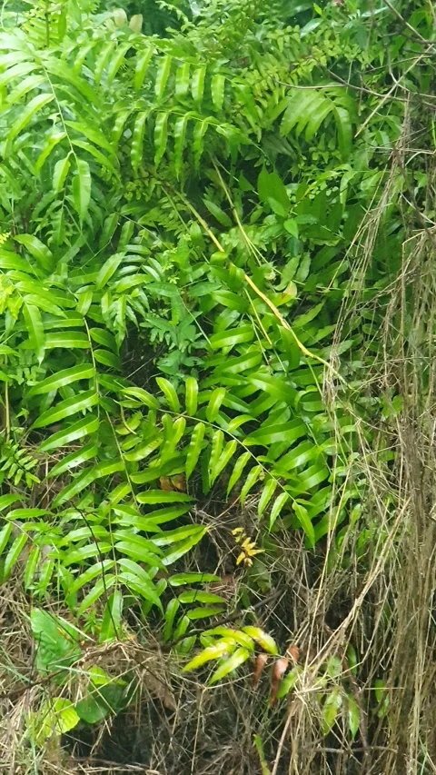 Various forms of green leaves on the roadside Stockbeeldmateriaal 337815412