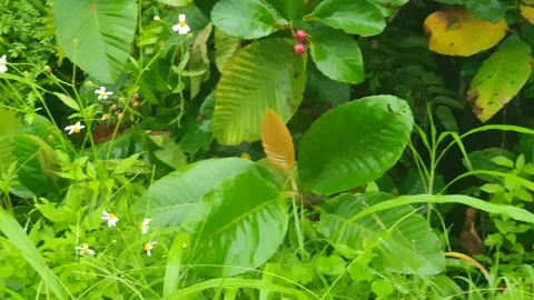 Various forms of green leaves on the roadside Vidéo 337856633