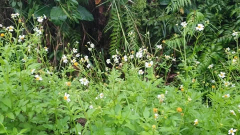 Various forms of green leaves on the roadside Видео 337858774