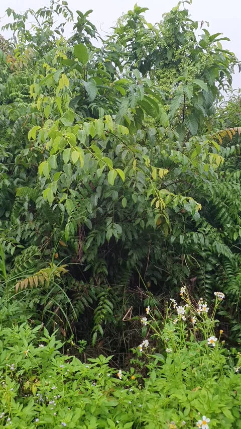 Various forms of green leaves on the roadside 스톡 동영상 337858934
