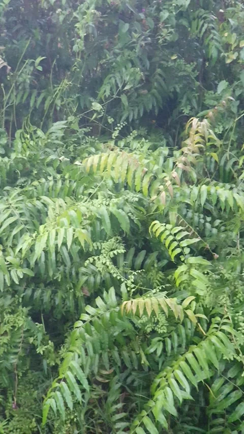 Various forms of green leaves on the roadside Видео 337859230