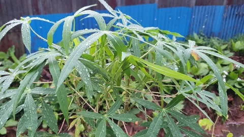 Various forms of green leaves on the roadside Stock Footage 337859245