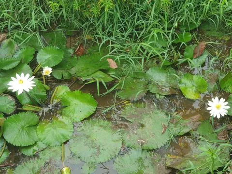 Various forms of leaves and white lotus flowers in the nature Stock Photos
