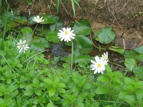 Various forms of leaves and white lotus flowers in the nature Stock Photos