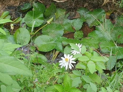 Various forms of leaves and white lotus flowers in the nature Stock Photos