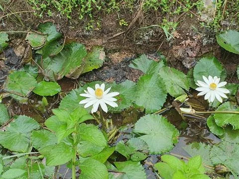 Various forms of leaves and white lotus flowers in the nature Stock Photos