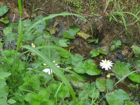 Various forms of leaves and white lotus flowers in the nature Stock Photos
