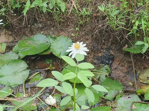 Various forms of leaves and white lotus flowers in the nature Stock Photos