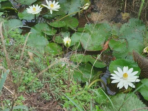 Various forms of leaves and white lotus flowers in the nature Stock Photos