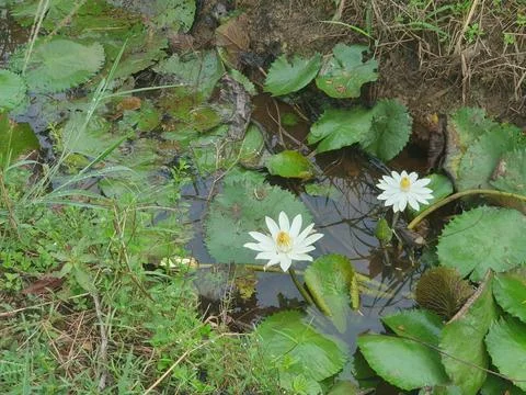 Various forms of leaves and white lotus flowers in the nature Stock Photos