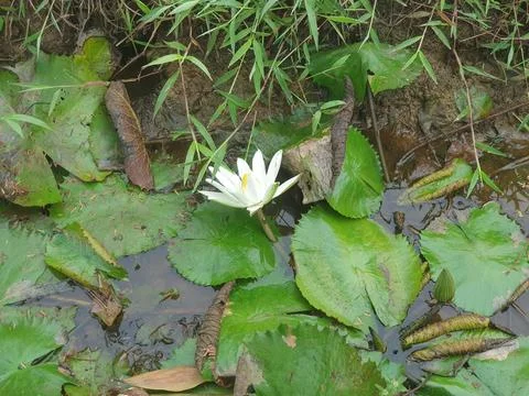 Various forms of leaves and white lotus flowers in the nature Stock Photos