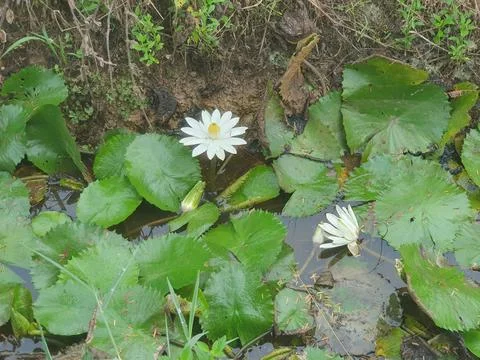 Various forms of leaves and white lotus flowers in the nature Stock Photos