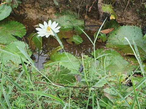 Various forms of leaves and white lotus flowers in the nature Stock Photos