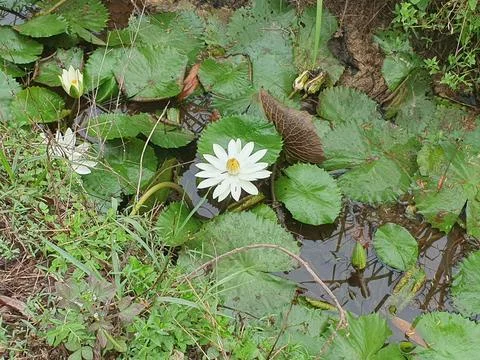 Various forms of leaves and white lotus flowers in the nature Stock Photos