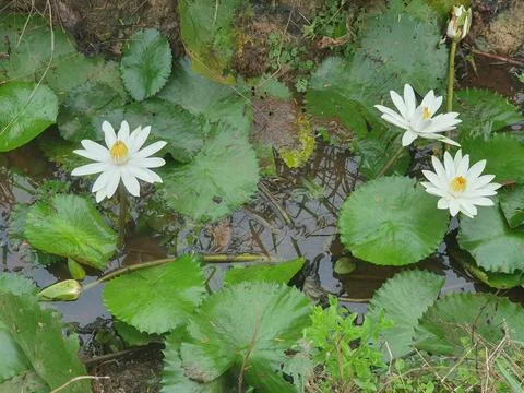 Various forms of leaves and white lotus flowers in the nature Stock Photos