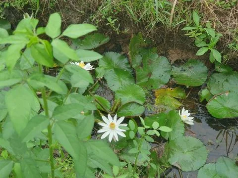 Various forms of leaves and white lotus flowers in the nature Stock Photos