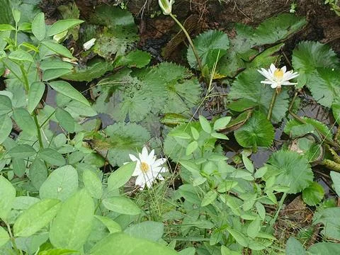 Various forms of leaves and white lotus flowers in the nature Stock Photos