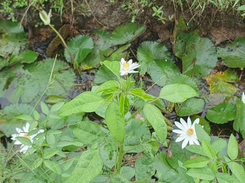 Various forms of leaves and white lotus flowers in the nature Stock Photos