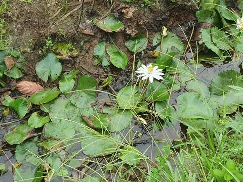 Various forms of leaves and white lotus flowers in the nature Stock Photos