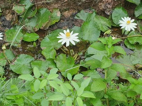 Various forms of leaves and white lotus flowers in the nature Stock Photos