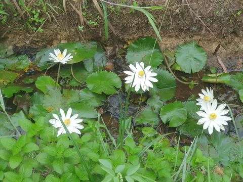Various forms of leaves and white lotus flowers in the nature Stock Photos
