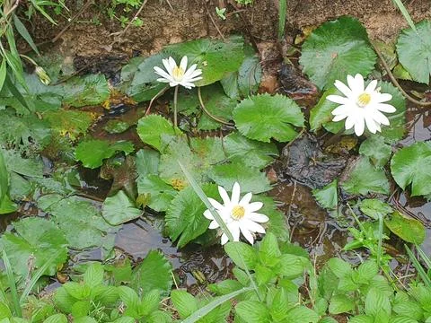 Various forms of leaves and white lotus flowers in the nature Stock Photos