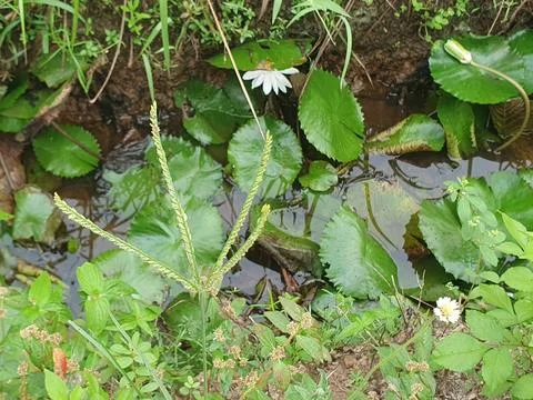 Various forms of leaves and white lotus flowers in the nature Stock Photos