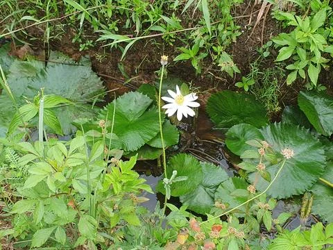 Various forms of leaves and white lotus flowers in the nature Stock Photos