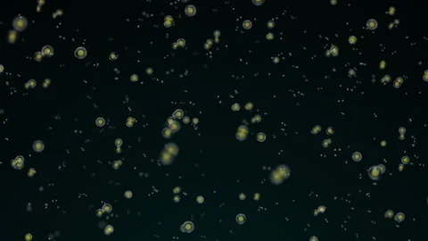 Various forms of life in a drop of water. the simulation of the protozoan org Stock-Footage 188761398