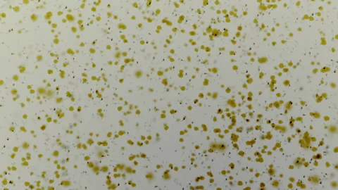 Various forms of life in a drop of water. the simulation of the protozoan org Stock-Footage 188762649