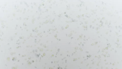 Various forms of life in a drop of water. the simulation of the protozoan org Video stock 188763143