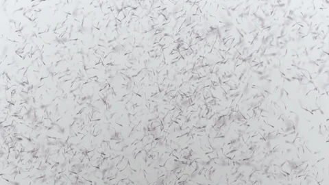 Various forms of life in a drop of water. the simulation of the protozoan org Stock Footage 188764591