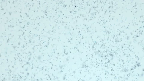 Various forms of life in a drop of water. the simulation of the protozoan org Stock-Footage 188764762