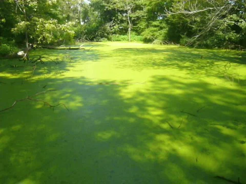 Various forms of nature and animals Video stock 538284