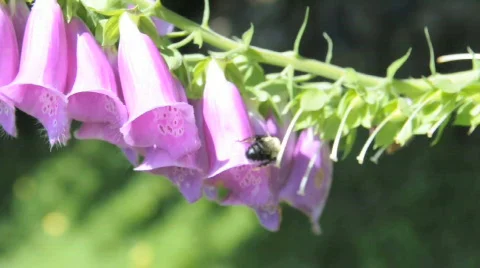 Various forms of nature and animals Stock-Footage 693977