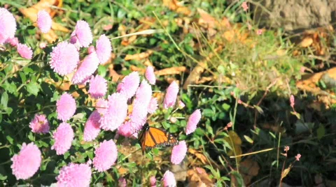 Various forms of nature and animals 動画素材 693979