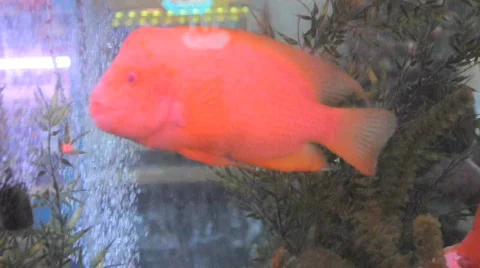 Various forms of nature and animals Stock Footage 695426