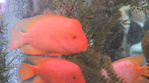 Various forms of nature and animals Stock Footage 695427