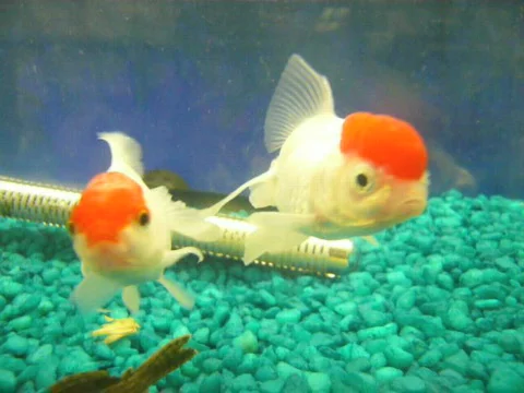 Various forms of nature and animals Video stock 695428