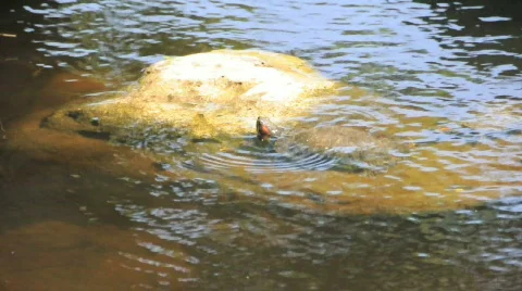 Various forms of nature and animals Stock Footage 695744