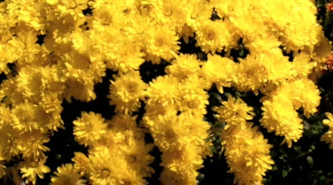 Various forms of nature and animals Video stock 697265