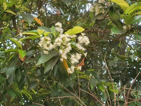 Various forms of small white flowers in nature in West Kalimantan, Indonesia Stock Photos
